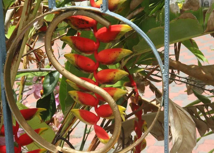 Sweetsop Jamaica Villa And Tour
